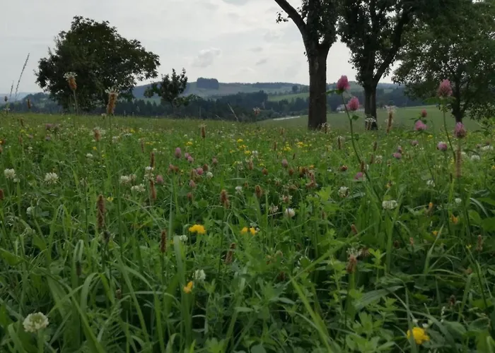 Family-friendly Forest Altenfeld (Thuringia)